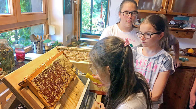 An den Klosterschulen in Offenburg gibt es eine eigene Bienen-AG und Bienenvölker.