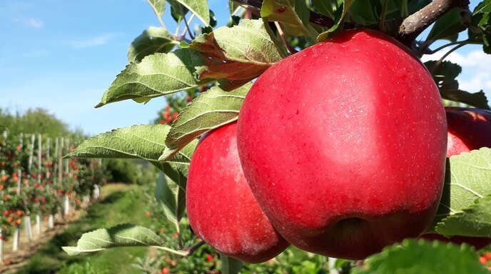 Das Wetter im Mai legte den Grundstein dafür, dass die Apfelernte trotz des trockenen Sommers in der Region besser ausfiel als 2021.