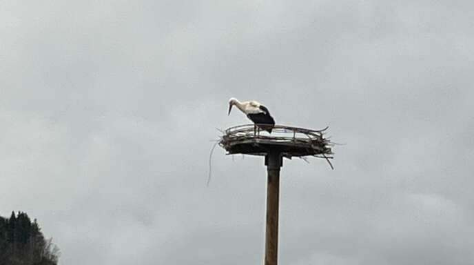In Bollenbach hat wieder ein Storch das Nest bezogen. 