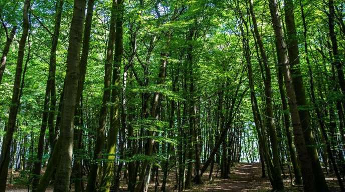 Der Wald eignet sich nur bedingt als Geldanlage, aber andere nachhaltige Investitionen haben deutlich an Bedeutung gewonnen.